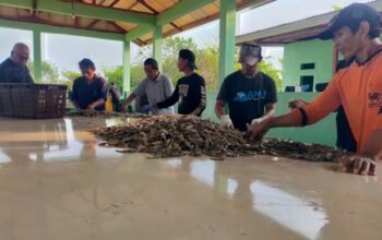 Ekspor Udang RI Ditolak AS, Pengusaha Banten: Pemerintah Harus Bergerak Cepat