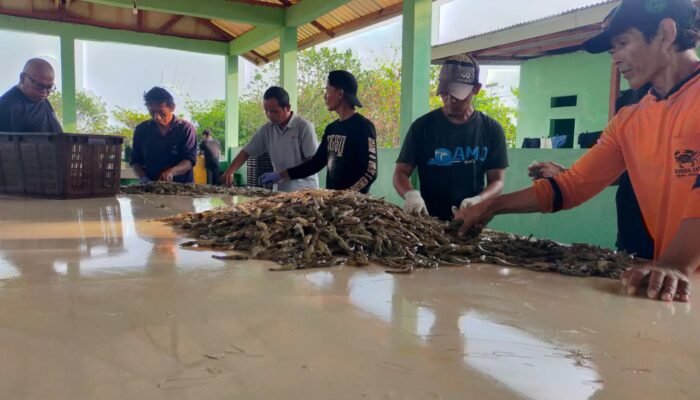 Ekspor Udang RI Ditolak AS, Pengusaha Banten: Pemerintah Harus Bergerak Cepat